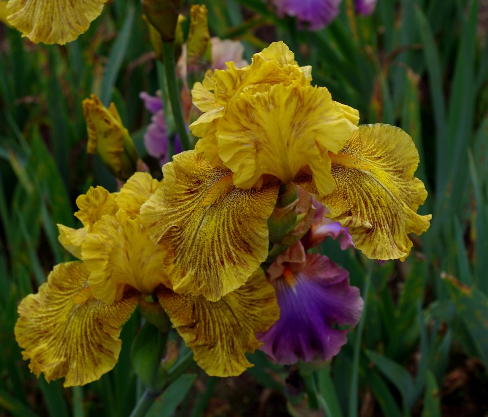 Iris flowers - Jardins de Bagatelle a1