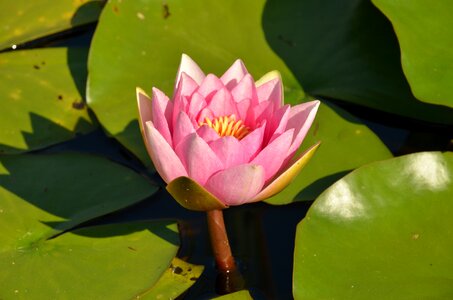 Lily water lily green photo