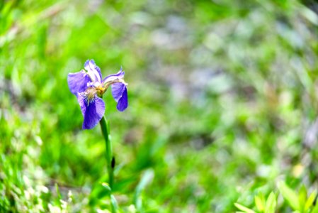 Iris sanguinea (152693475)