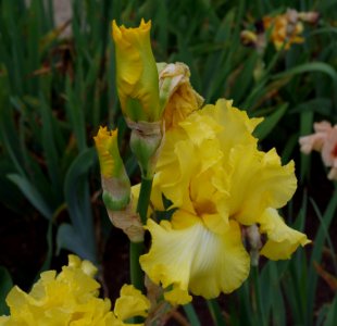 Iris flowers - Jardins de Bagatelle 14