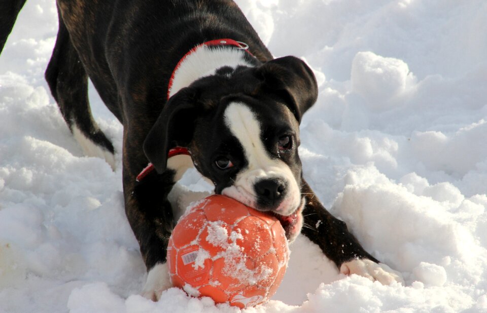 Black and white play ball