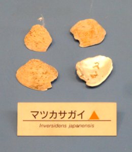 Inversidens japanensis - Osaka Museum of Natural History - DSC07740