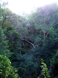 Ironwood trees in a Table Mountain valley - Cape Town photo