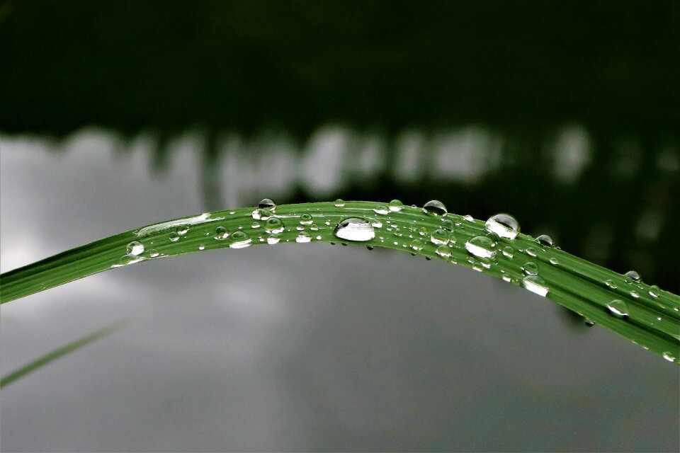 Nature green water