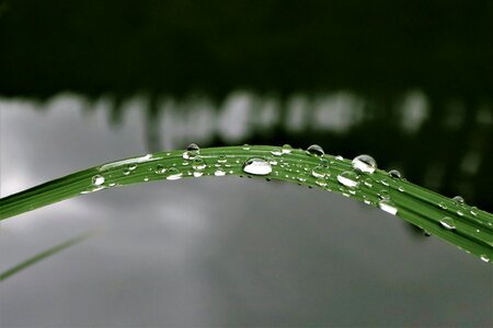 Nature green water