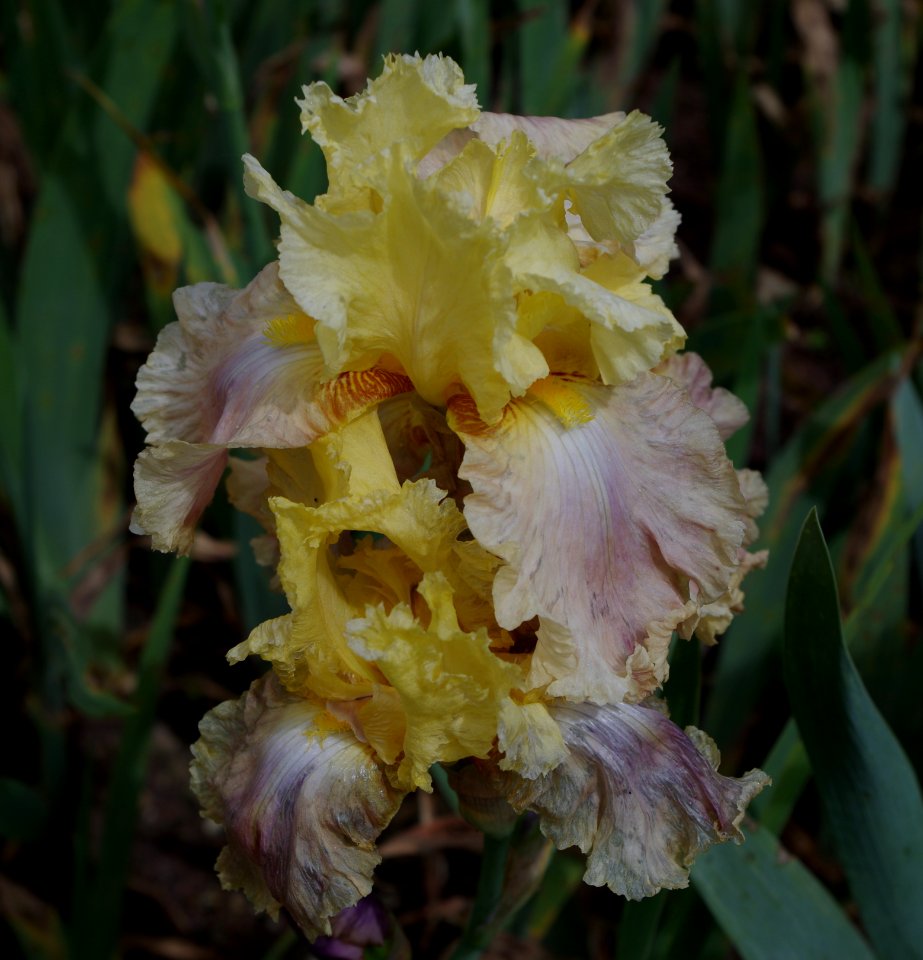 Iris - Jardins de Bagatelle 8