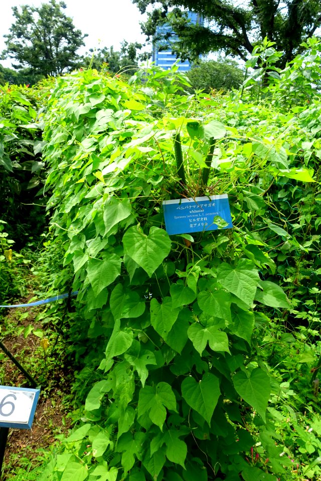 Ipomoea lacunosa - Urban Greening Botanical Garden - Kiba Park - Koto, Tokyo, Japan - DSC05364