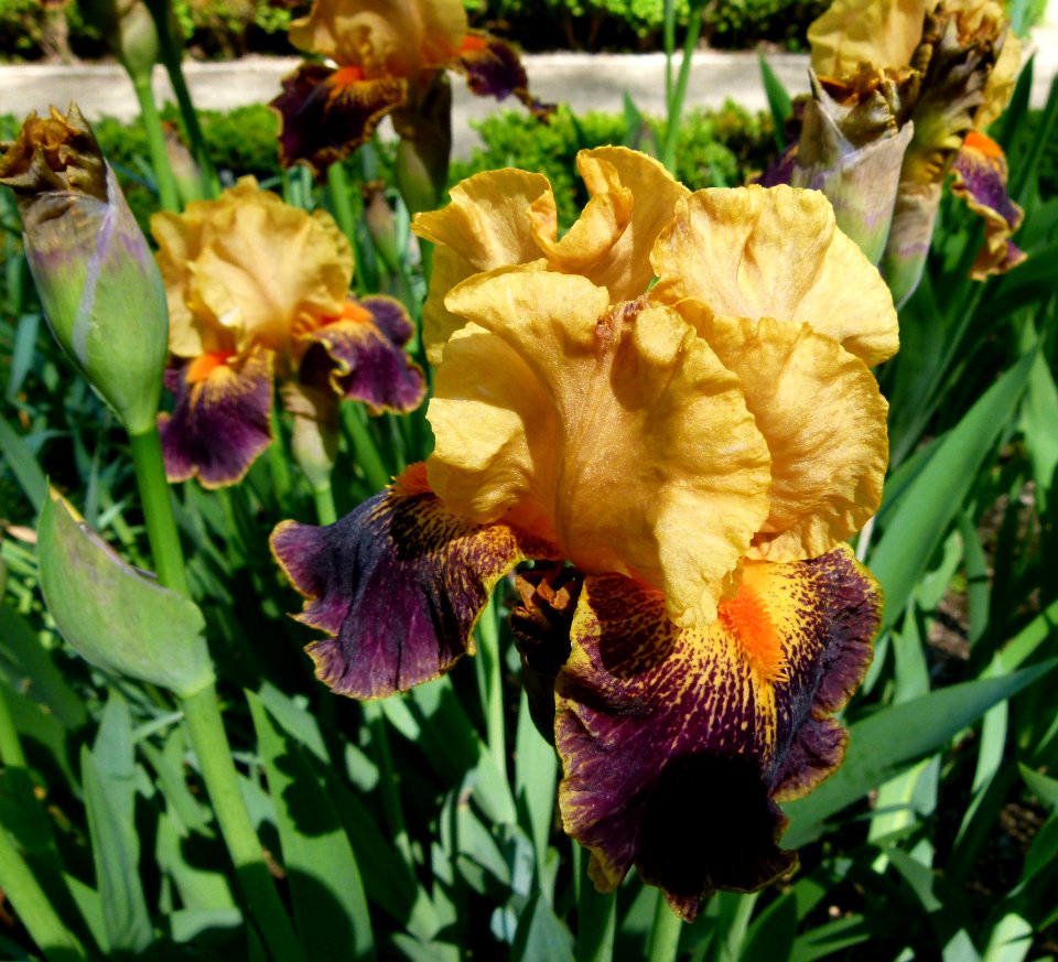 Iris Jardin botanique Madrid