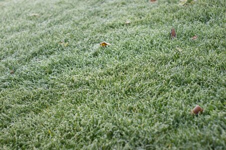 Hoarfrost shudder leaves