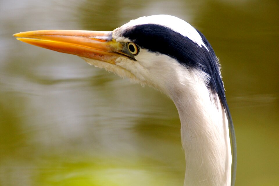 Grey heron plumage bill