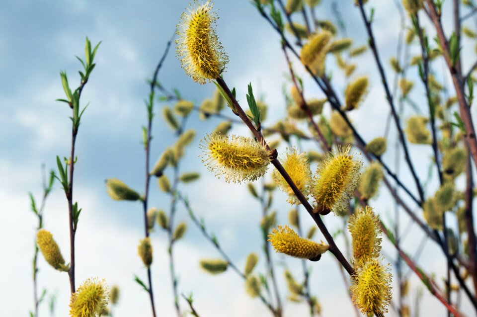 Background easter tree