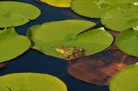 Sheet lily water lily photo