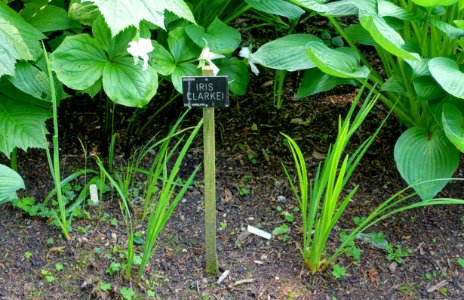 Iris clarkei - Savill Garden - Windsor Great Park, England - DSC06466