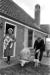 Inwoners van Katwoude verzamelen thuis huisdieren als schapen en lammeren om ze…, Bestanddeelnr 924-3970