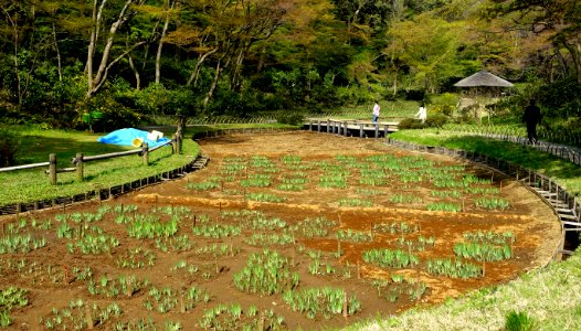 Iris bed - Meiji Shrine - Tokyo, Japan - DSC05501