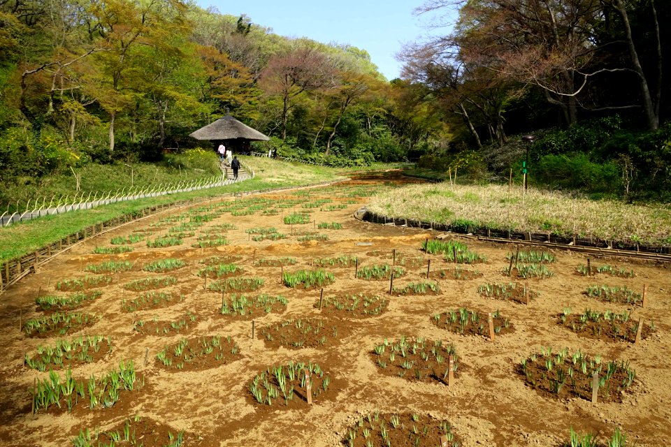 Iris bed - Meiji Shrine - Tokyo, Japan - DSC05503