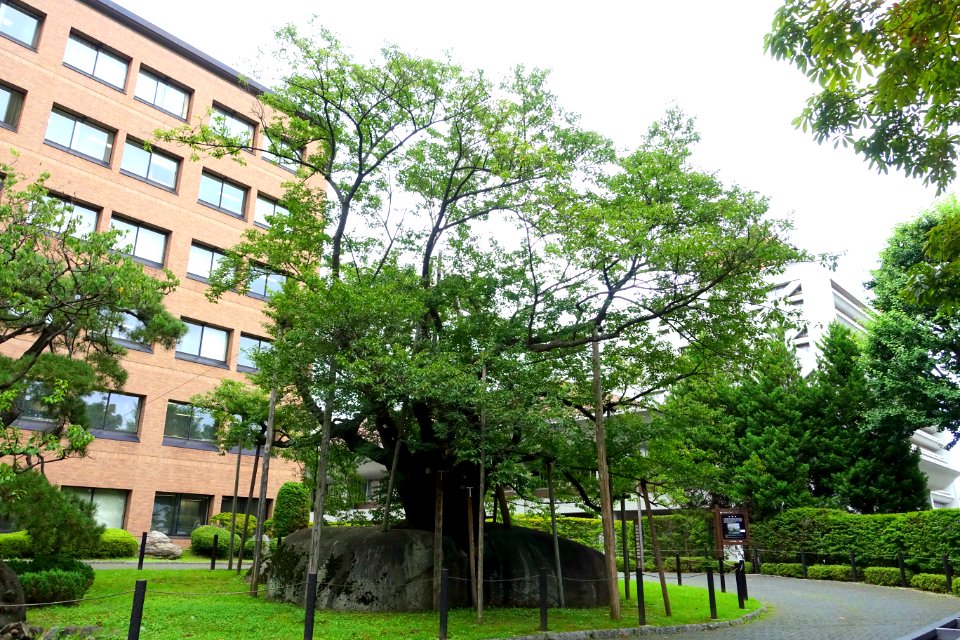 Ishiwari-zakura (Rock-splitting cherry tree) - Morioka, Iwate - DSC04016