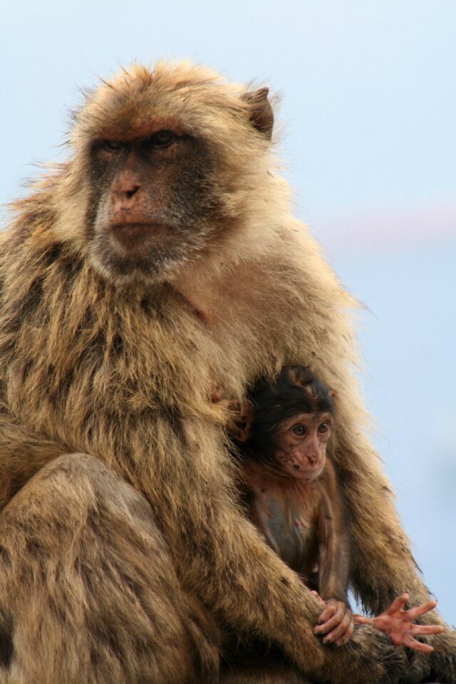 Barbary ape gibraltar monkey