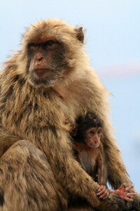 Barbary ape gibraltar monkey
