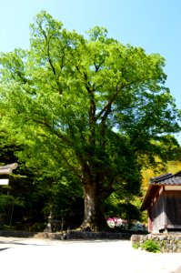 Isobe-jinja (Toyooka) keyaki