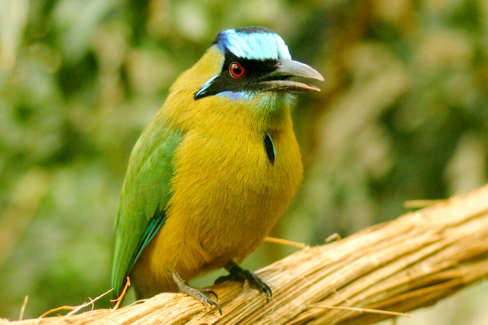 Nature zoo exotic bird