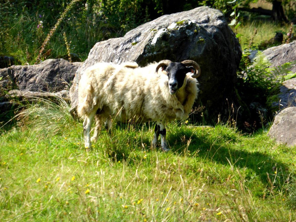 Inversnaid-inverarnan-Sheep