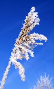 Frost cold rime photo