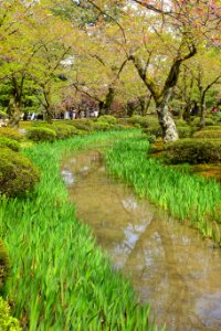 Irises - Kenroku-en - Kanazawa, Japan - DSC09732