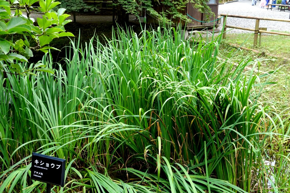 Iris pseudacorus - Chusonji, Hiraizumi, Iwate - DSC04900