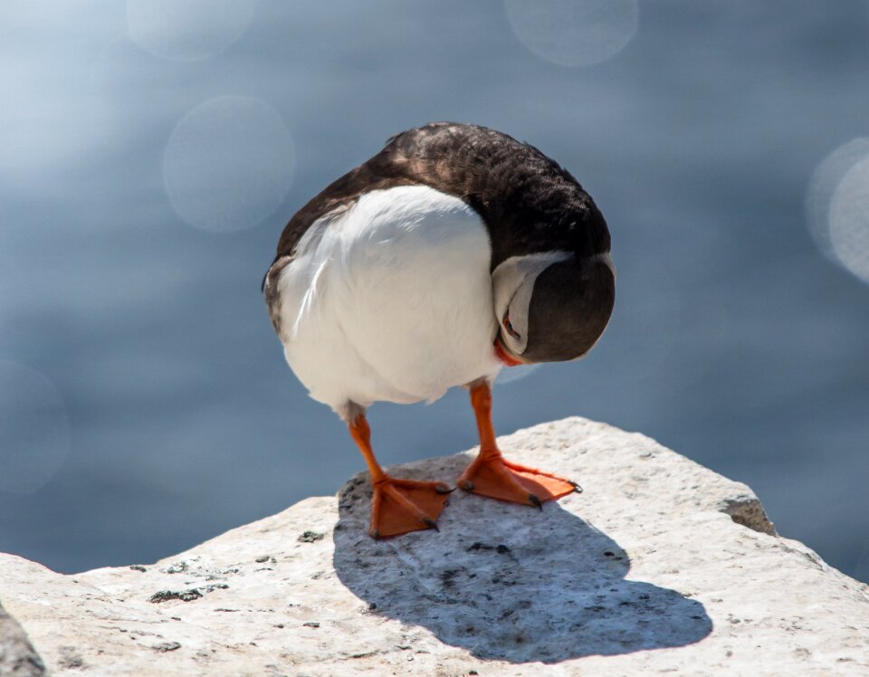 Wildlife rock island