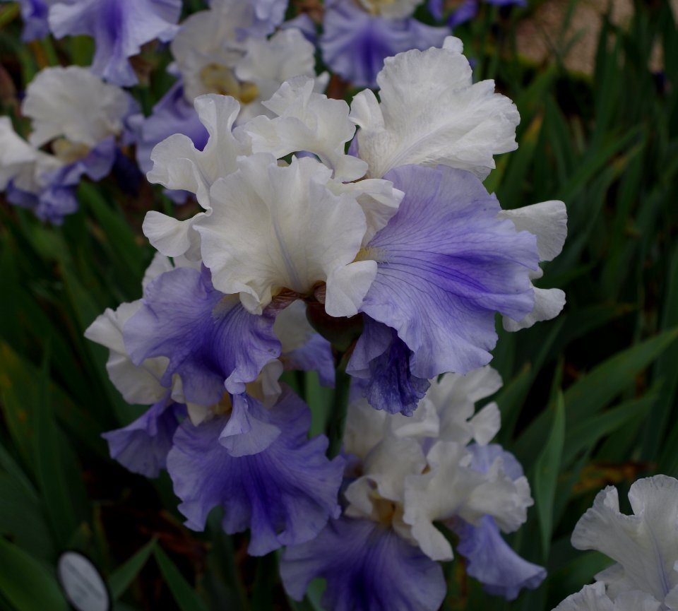 Iris flowers - Jardins de Bagatelle a3
