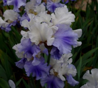 Iris flowers - Jardins de Bagatelle a3