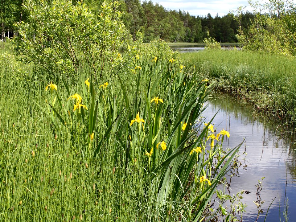 Iris pseudacorus Oulu, Finland 12.06.2013 img 1