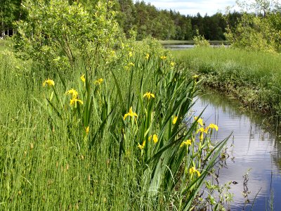 Iris pseudacorus Oulu, Finland 12.06.2013 img 1