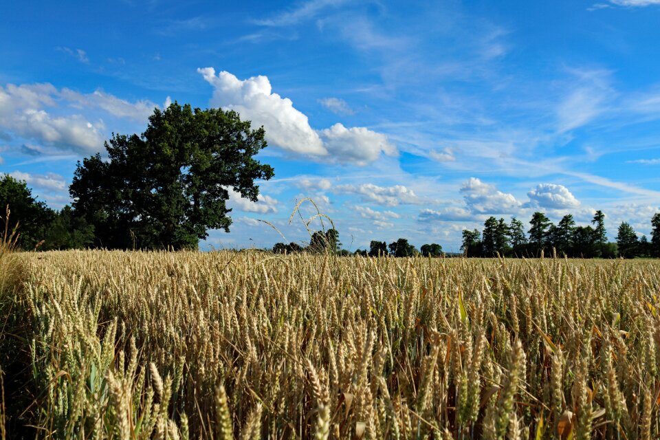 Grain field crops wheat