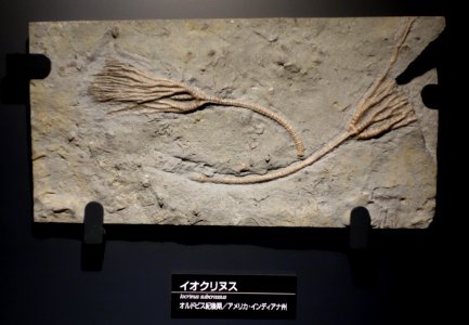Iocrinus subcrassus - National Museum of Nature and Science, Tokyo - DSC07699