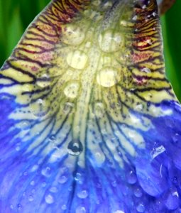 Iris sanguinea tepal photo