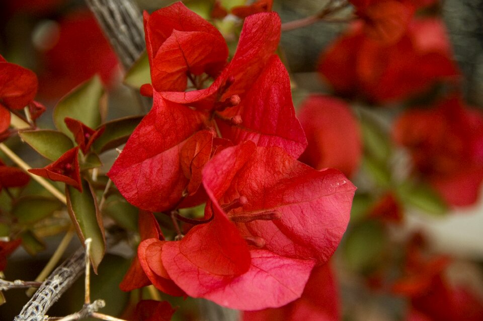 Petal garden blooming