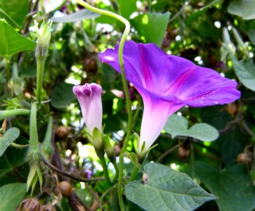 Ipomea purpurea Star of Yalta 04
