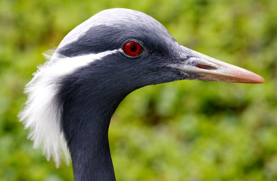Nature animal world plumage