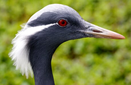 Nature animal world plumage photo