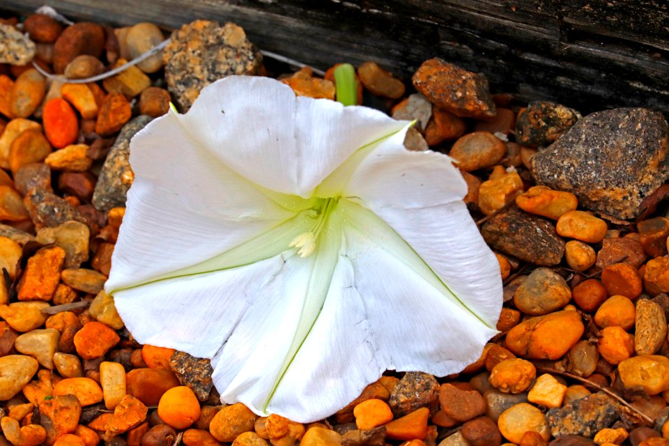Ipomoea alba IMG 8295