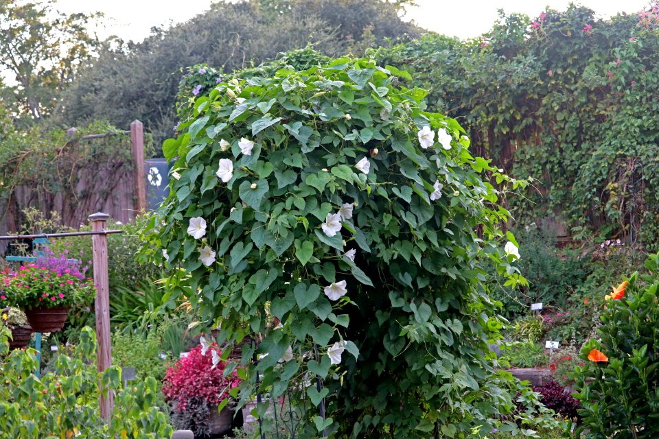Ipomoea alba IMG 8542