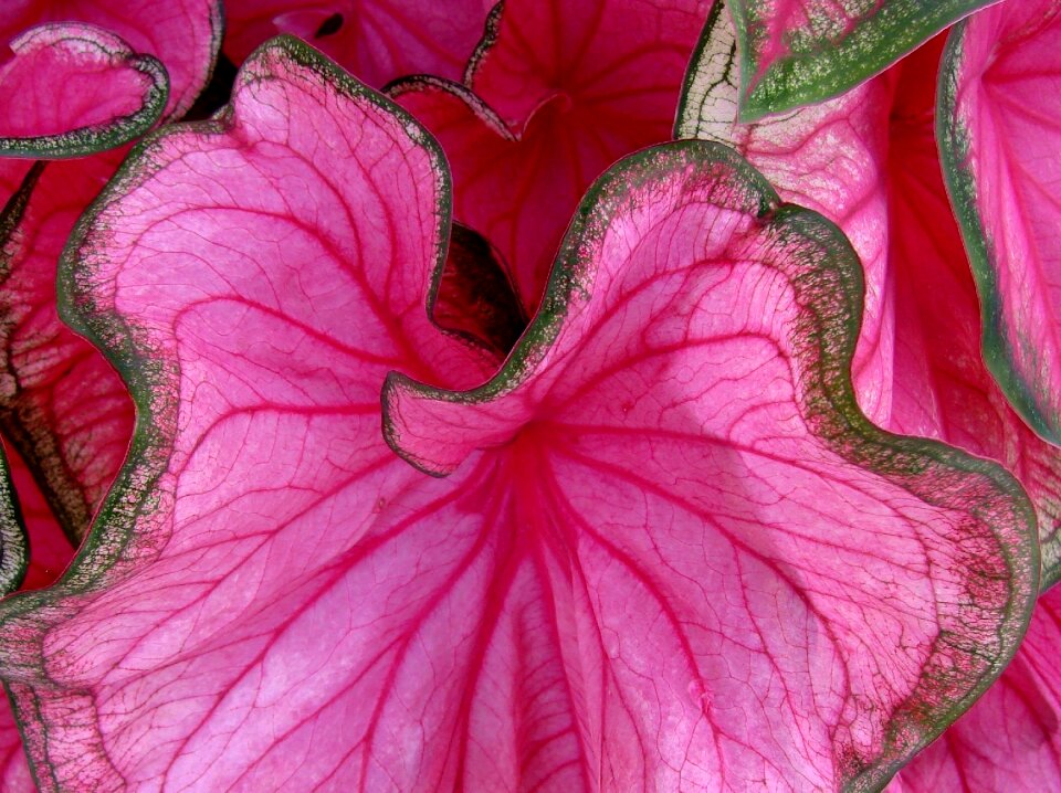 Pink nature pink flower pink natural