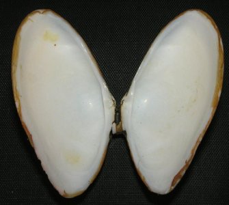 Iphigenia brasiliensis (Lamarck, 1818) - BioLib.cz (2)