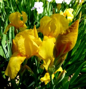Iris Jardin botanique Madrid 2