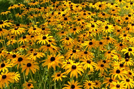 Asteraceae sea of flowers flowers photo