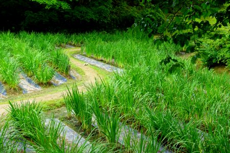 Iris garden - Motsuji, Hiraizumi, Iwate - DSC04425