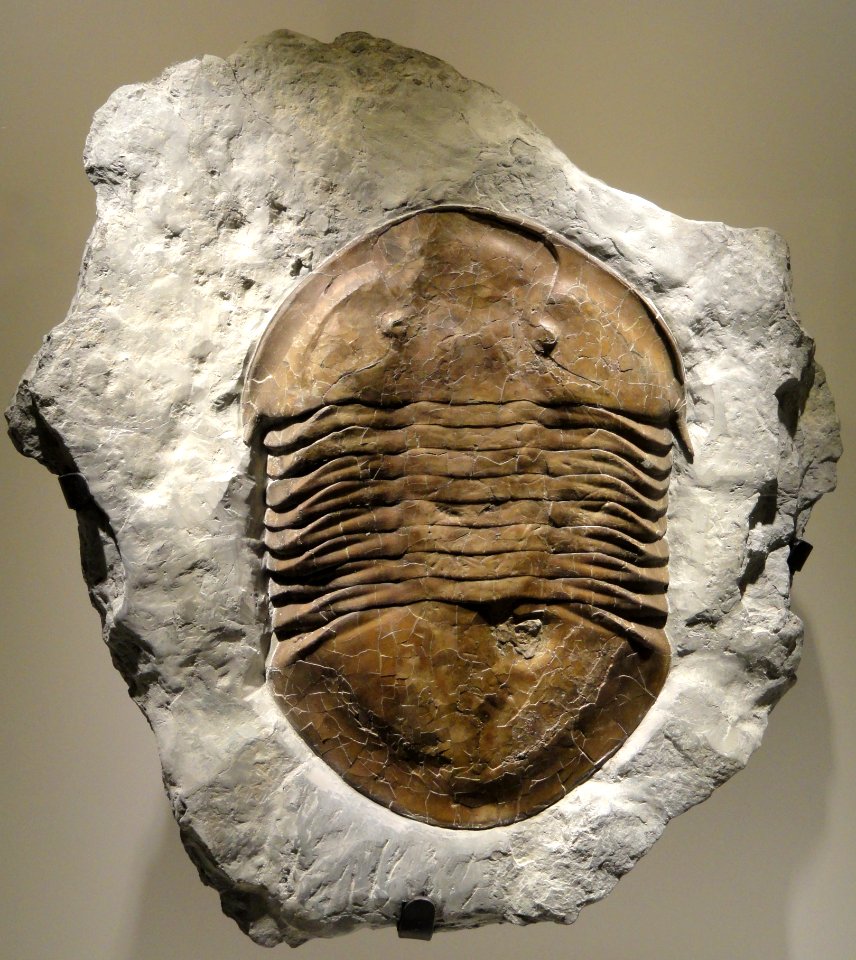 Isotelus maximus, Asaphidae, Waynesville Formation, Adams County, Ohio, USA - Houston Museum of Natural Science - DSC01570