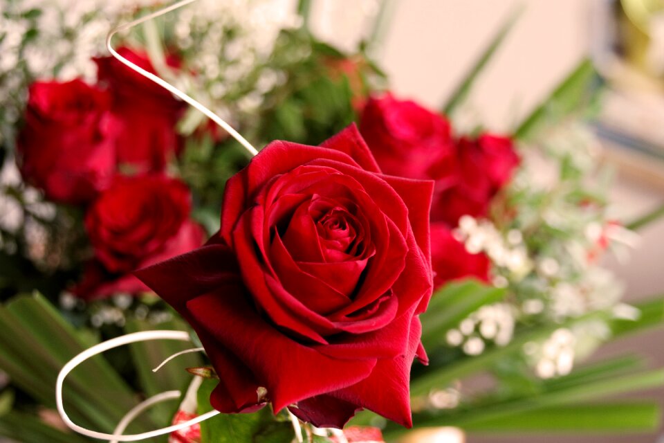 Rose nature plant